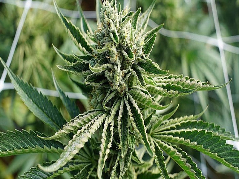 Buy The Special Sauce CBD Hemp Flower Strain At Miami Rave CBD