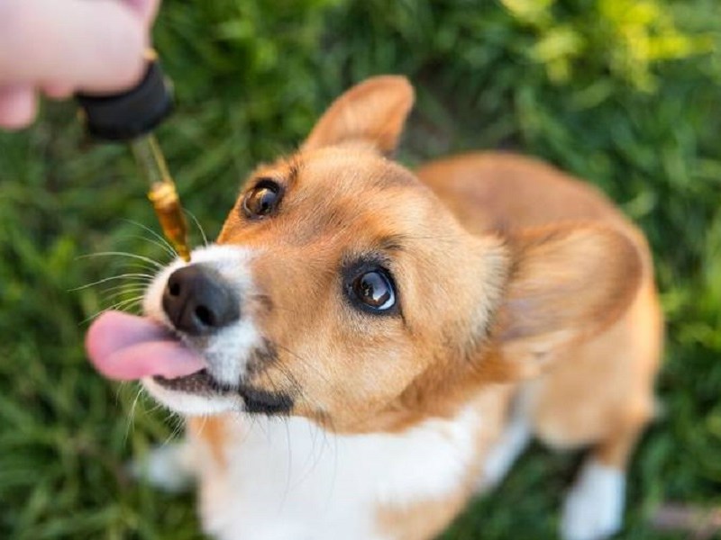 What Are The Benefits of CBD For Pets
