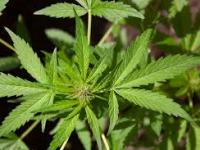 Callie’s Your #1 Dispensary Colorado